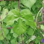 Ipomoea hederacea Blad