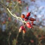 Rosa canina ফল