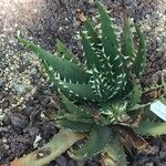 Aloe melanacantha पत्ता