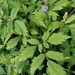 Astilbe rubra List