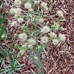 Erigeron sumatrensis फल