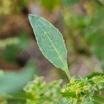 Rumex pulcher Лист