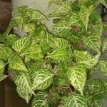 Fittonia albivenisFolha