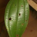 Miconia tschudyoides Leaf