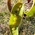Entada chrysostachys Fruto