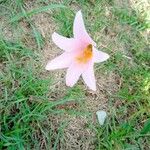 Habranthus robustus Květ