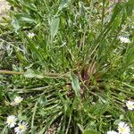 Podospermum laciniatum Лист