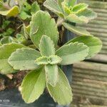 Plectranthus amboinicusBlatt