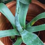 Agave asperrima Leaf