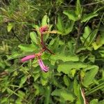 Clappertonia ficifolia Blodyn