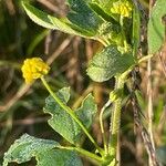 Medicago lupulina Habitatea