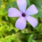 Eudianthe coeli-rosa Flower