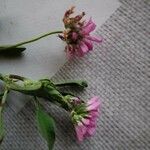 Trifolium resupinatum Flor