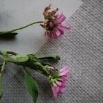 Trifolium resupinatum Flower