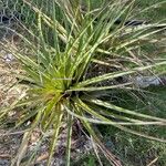 Tillandsia fasciculata Blad