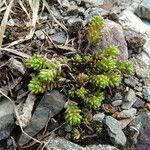 Sedum alpestre Habitat