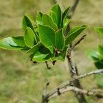 Arbutus × andrachnoides Folio