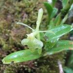 Epidendrum chlorocorymbos List