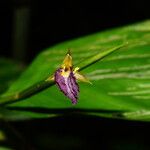 Ischnosiphon puberulus Flor