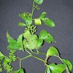 Cissus microcarpa Other