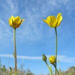 Ranunculus millefoliatus 花