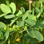 Senna bicapsularis Blatt