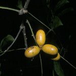 Abuta grandifolia Gyümölcs