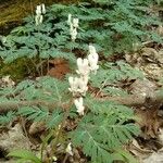 Dicentra canadensis Blomma