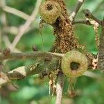 Quercus ilicifolia Hedelmä