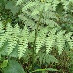 Dryopteris pentheri Blatt