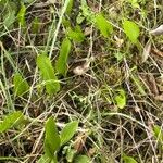 Ophioglossum vulgatum Leaf