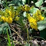 Mahonia aquifoliumКвітка