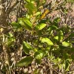 Ligustrum ovalifoliumLeaf