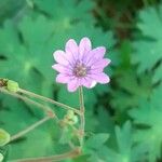 Geranium pyrenaicumFlor