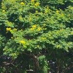 Caesalpinia pluviosa Leaf