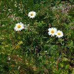 Leucanthemum heterophyllum 花