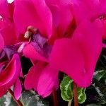 Cyclamen repandum फूल