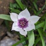 Tulipa humilis Flower
