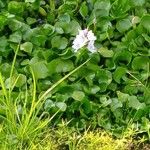 Pontederia crassipes Flower