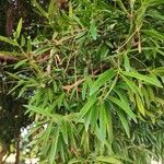 Podocarpus neriifolius Leaf