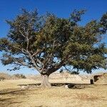 Ficus insipida Агульны выгляд