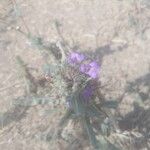 Hygrophila auriculata Flower