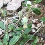 Gomphrena celosioides Ліст