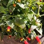 Manettia luteorubra Hoja