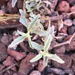 Atriplex semibaccata Blatt