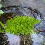 Cryptogramma crispaFolla