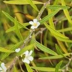 Spiraea thunbergiiFloare