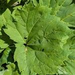 Rheum officinale Feuille