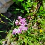 Allium roseum Blomma