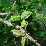 Pittosporum cherrieri Other